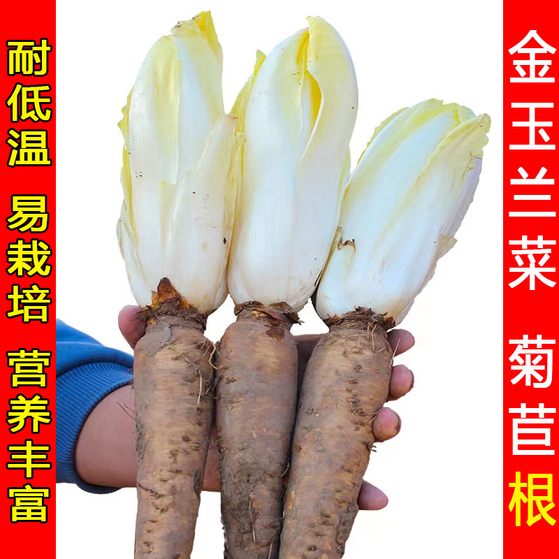 金玉兰菜根苗软化菊苣根欧洲新鲜黄芽球蔬菜活根基地室内庭院盆栽