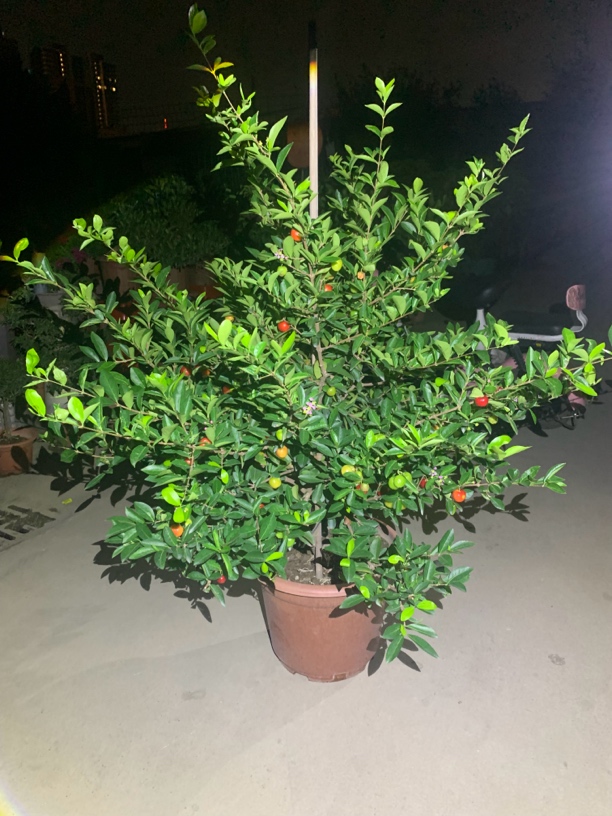 盆栽 地栽等等植物一物一拍链接