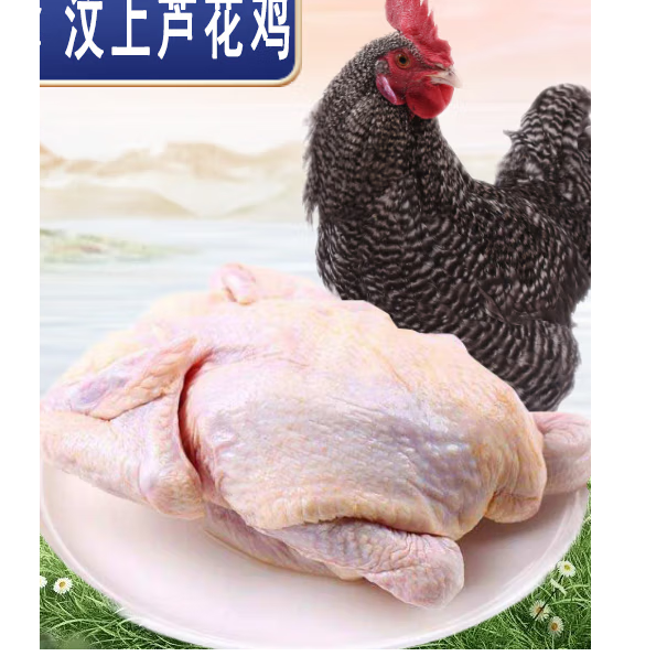 现抓现发 林下散养芦花鸡 肉质鲜嫩坏单包赔