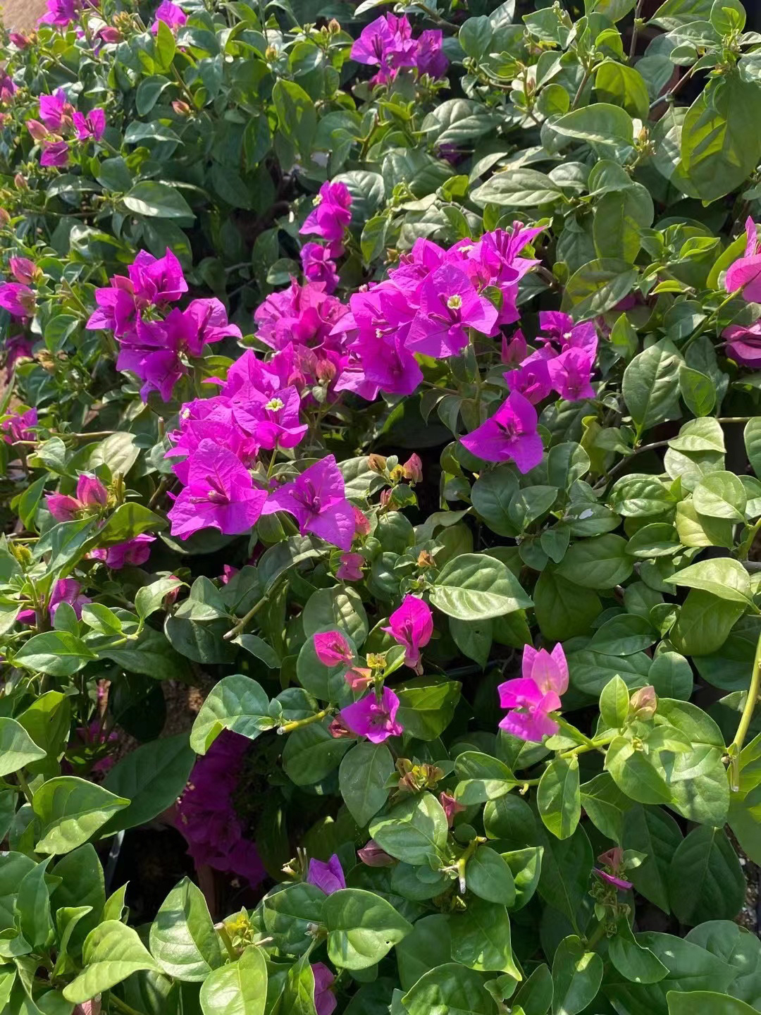 【云南紫】三角梅勤花品种基地直发