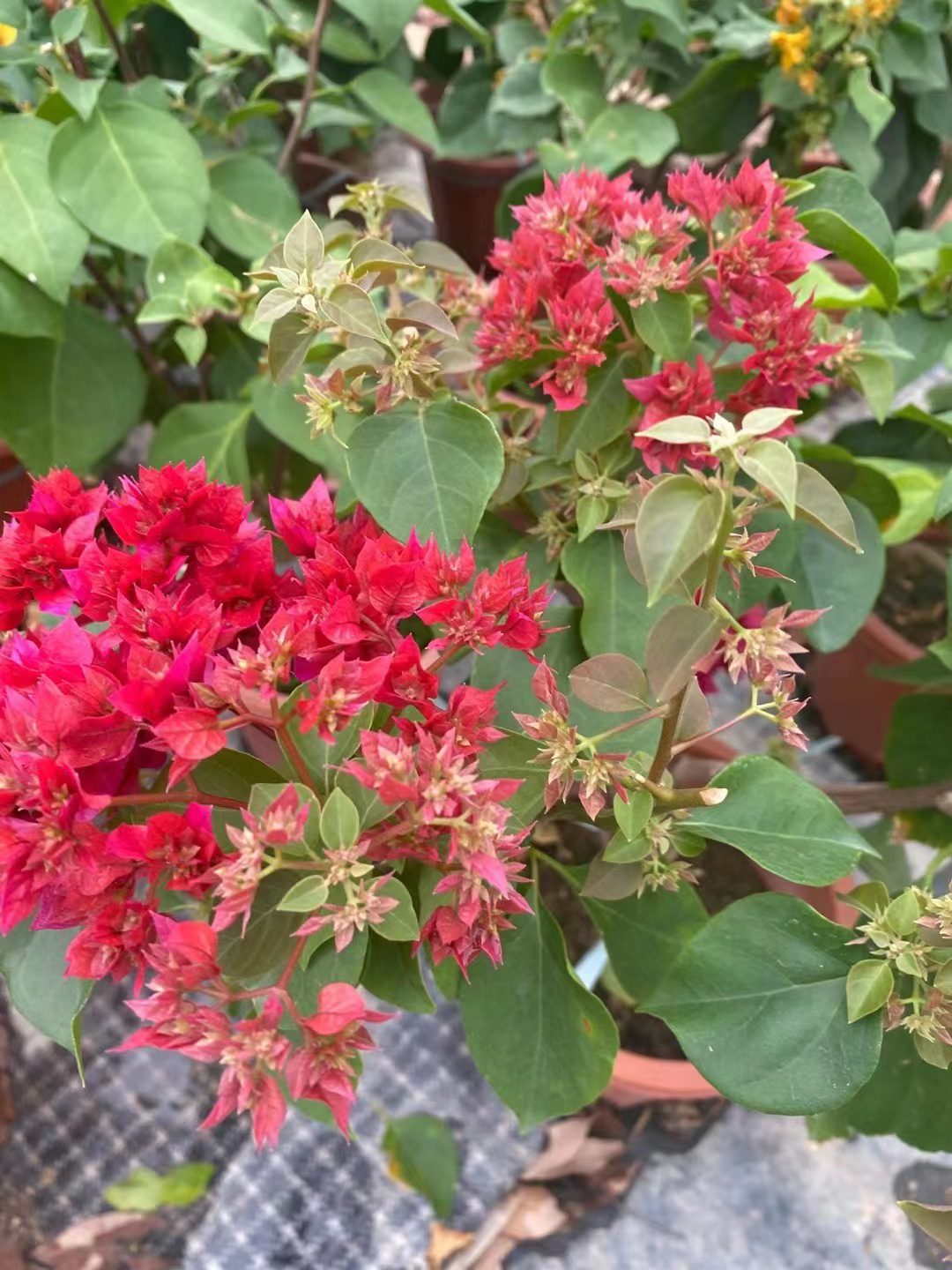 【重瓣红】三角梅四季开花基地直发