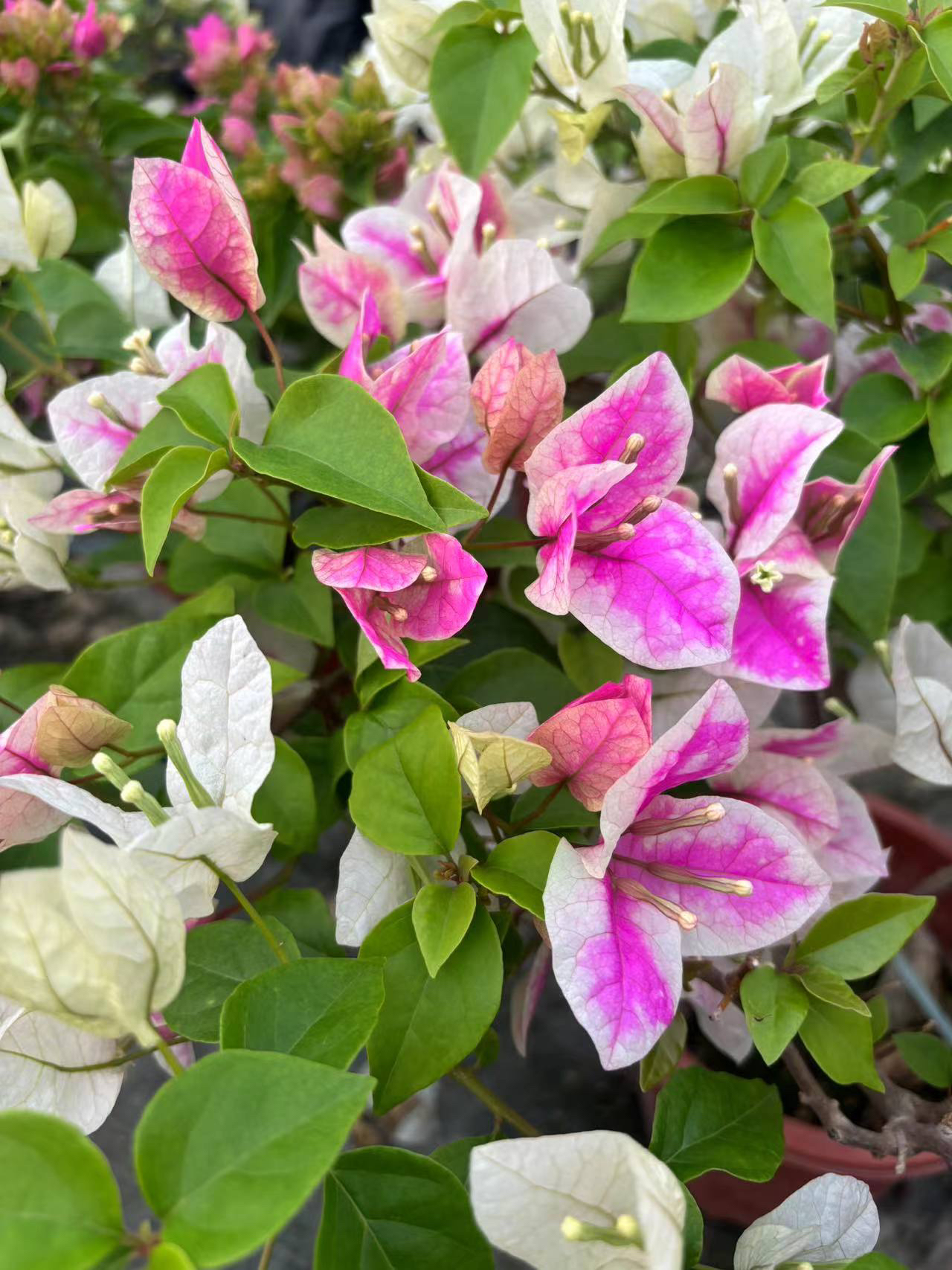 【漳红樱】又名百变花蝴蝶、三角梅四季开花