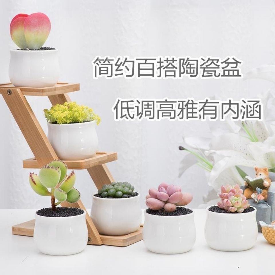 新手多肉植物组合桃蛋劳尔唐印玉露熊童子吸财树含盆土办公室客厅