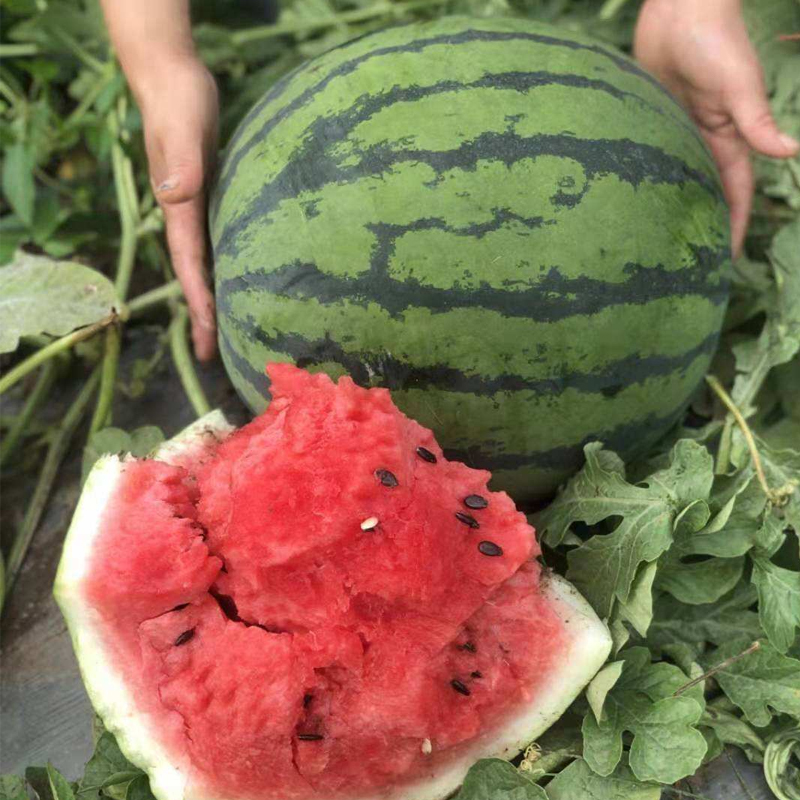 【满5包包邮】小菜园甜王西瓜种子大全种籽无籽拇指西瓜种子