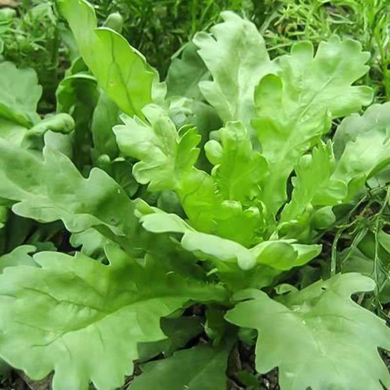 【满5包包邮】大叶茼蒿小叶茼蒿种子种籽四季籽种秋冬季青菜蔬菜孑