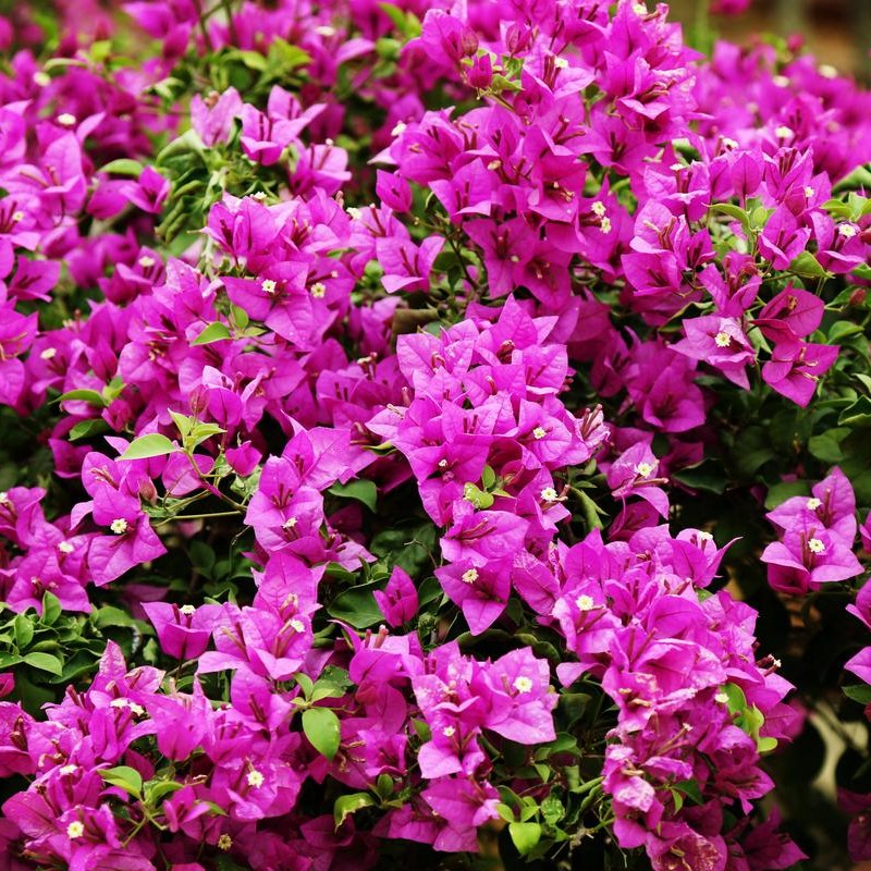 【直播间一物一拍链接】三角梅盆景