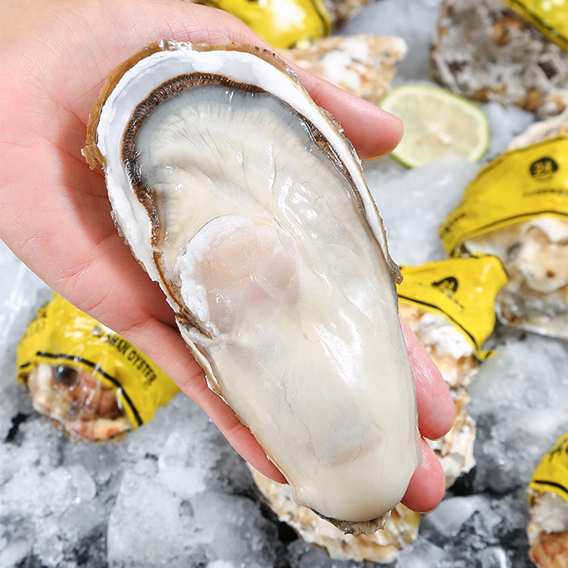 山东生蚝鲜活 牡蛎新鲜海鲜水产带壳海蛎子鲜活5斤生蚝批发