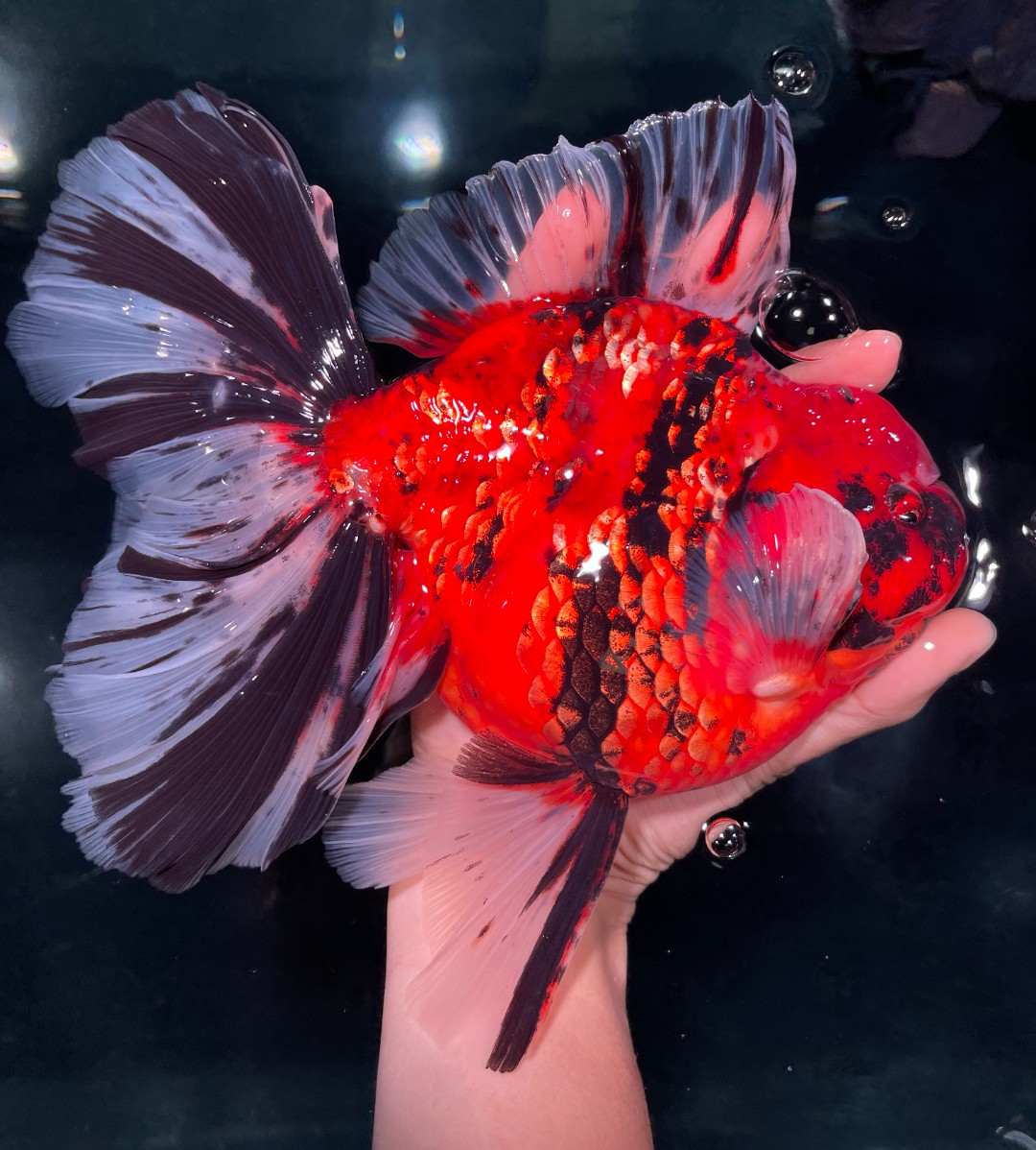 金鱼直播链接1号金鱼活鱼兰寿泰狮鎏金精品鱼冷水鱼直播