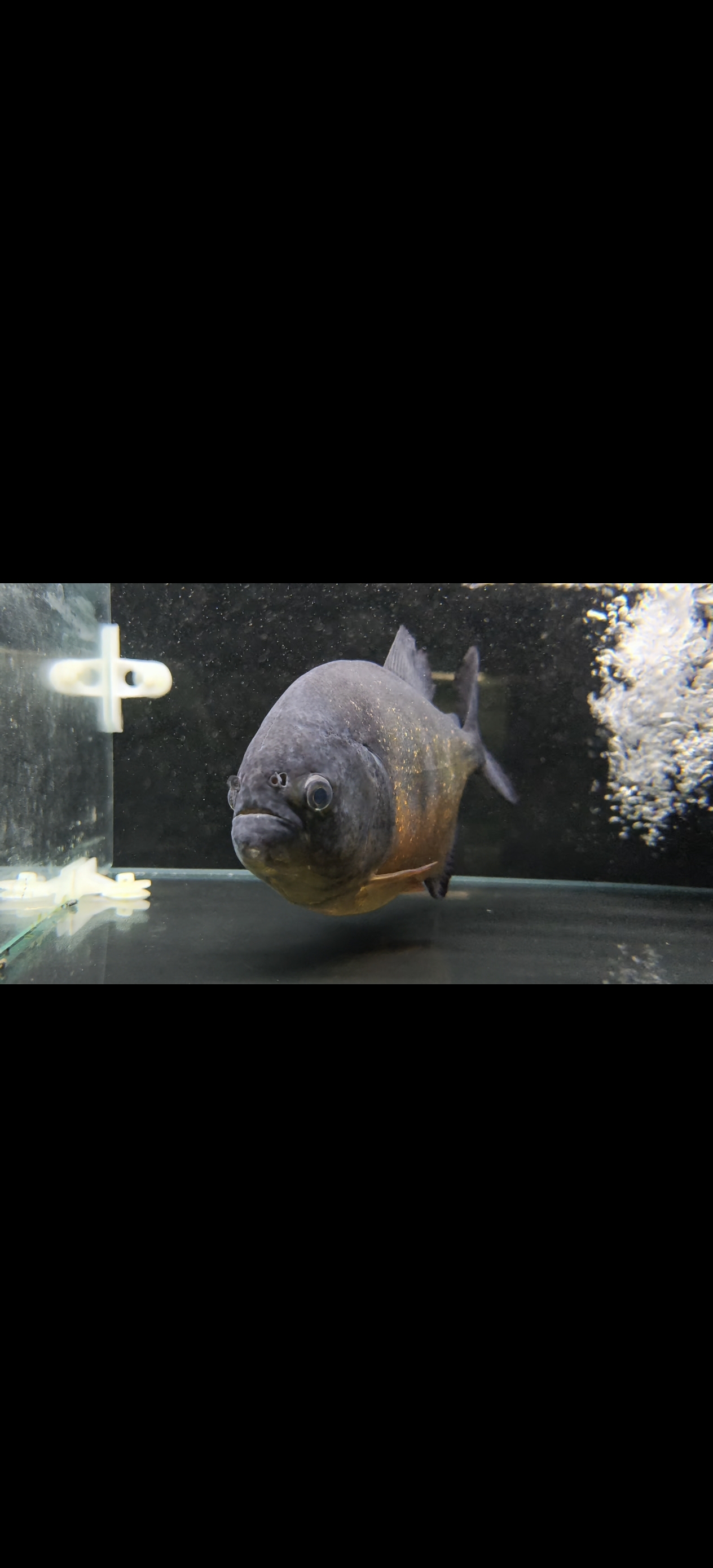 24-25厘米胭脂水虎，火焰纹路，全品漂亮