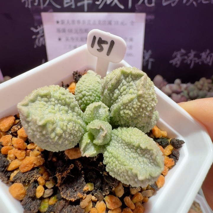 实生新品胖美人出叶子，带盆发货满68包邮