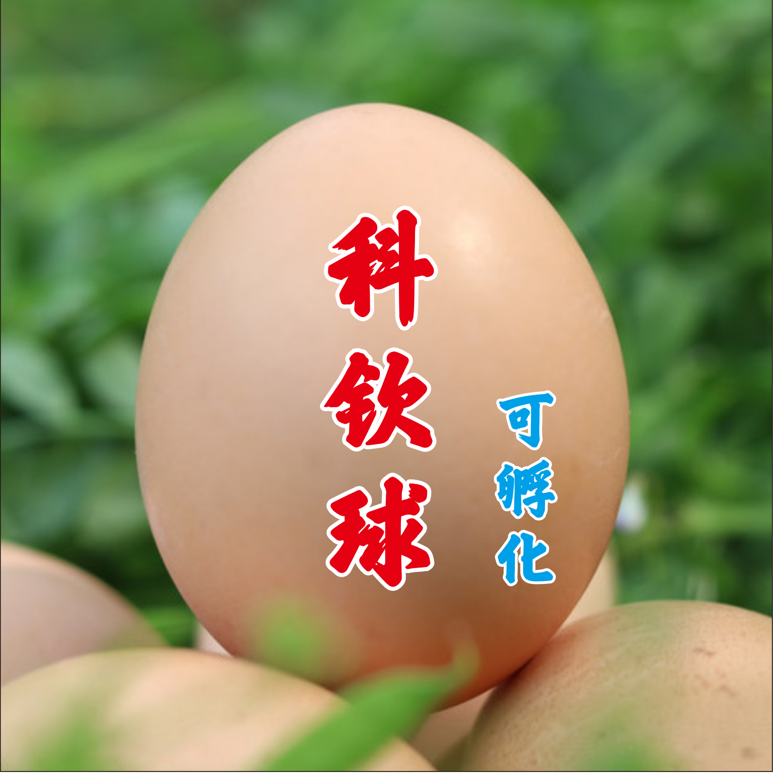 欧血圆环科钦球白色薰衣草色进口基因