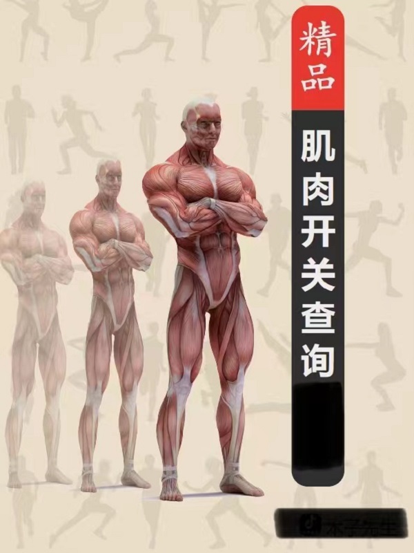 木子先生配套肌肉查询手册