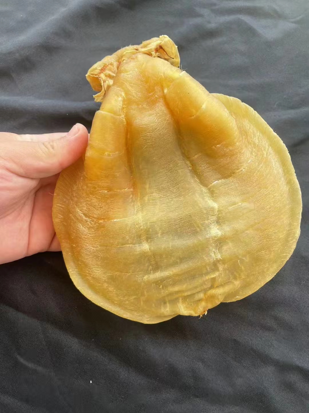 【传承收藏】正宗正南货石肚赤嘴鳘鱼胶公肚母肚 花胶单80-245克