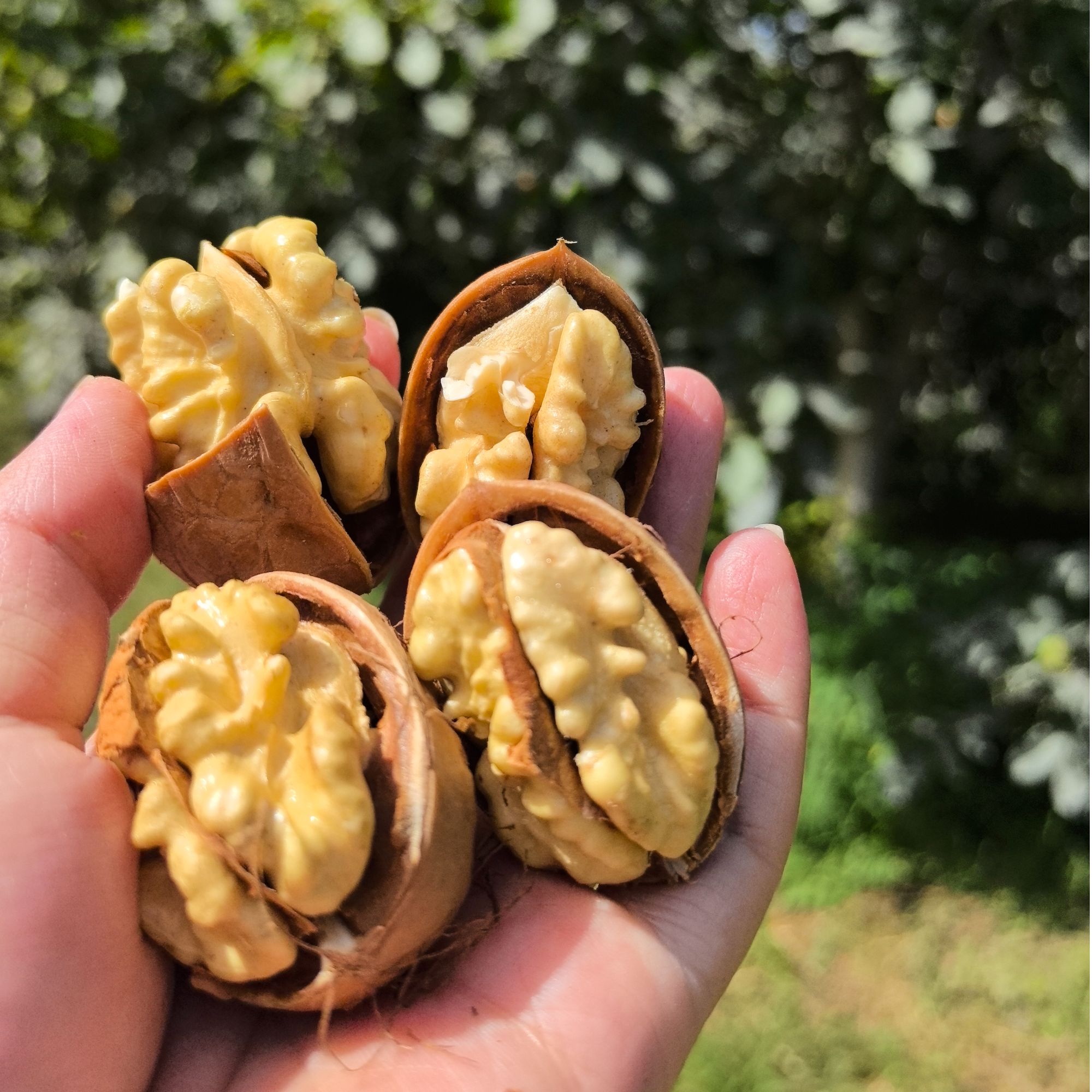 新疆特产185纸皮原味熟核桃500g*5袋