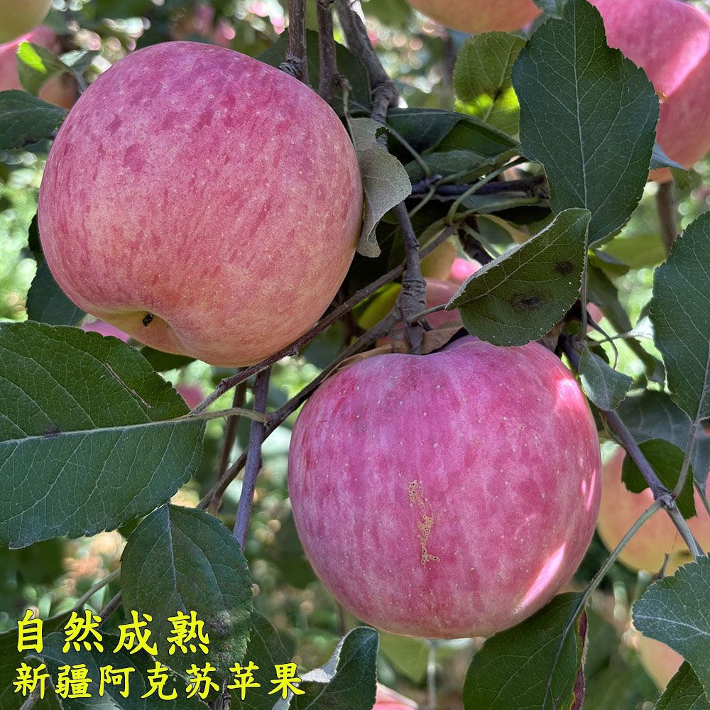 新疆特产阿克苏红富士苹果当季新鲜应季水果5斤