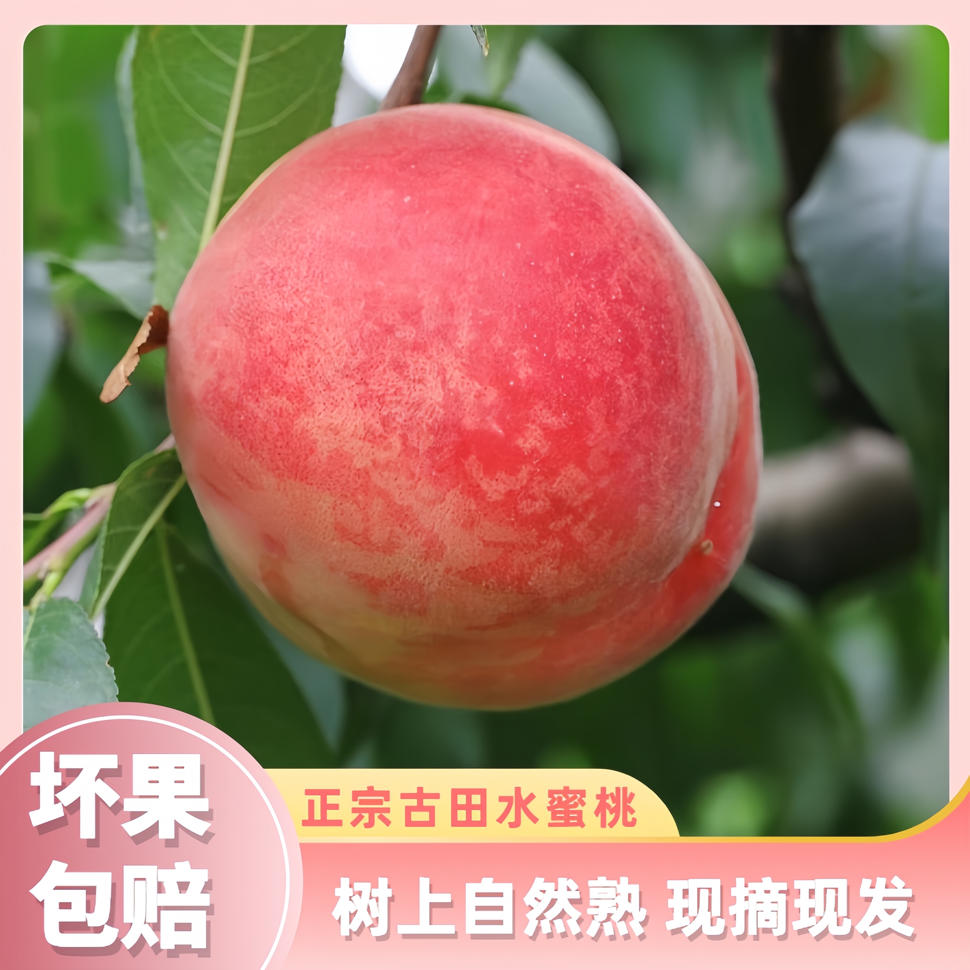 古田大甜桃水蜜桃树上自然熟现摘现发4.5斤整箱清脆香甜