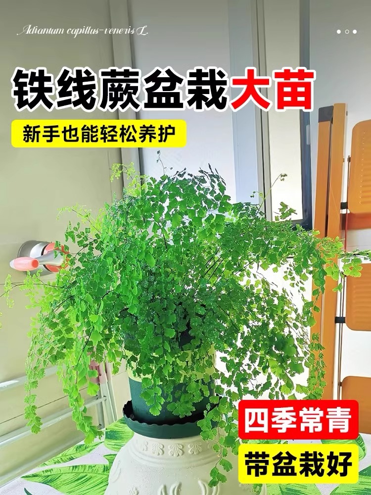 铁线蕨飞雪大苗盆栽客厅吸甲醛绿植铁丝草室内耐寒耐阴蕨类植物