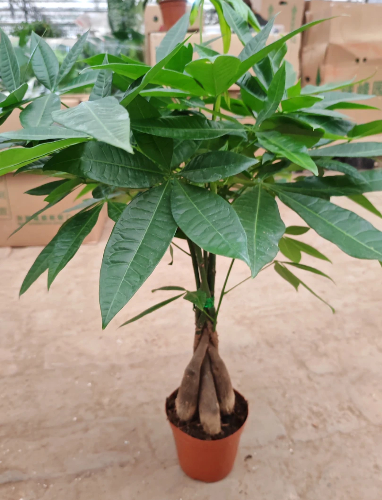 大盆辫子发财树盆栽景客厅办公室内绿植桌面四季常青独杆发财树