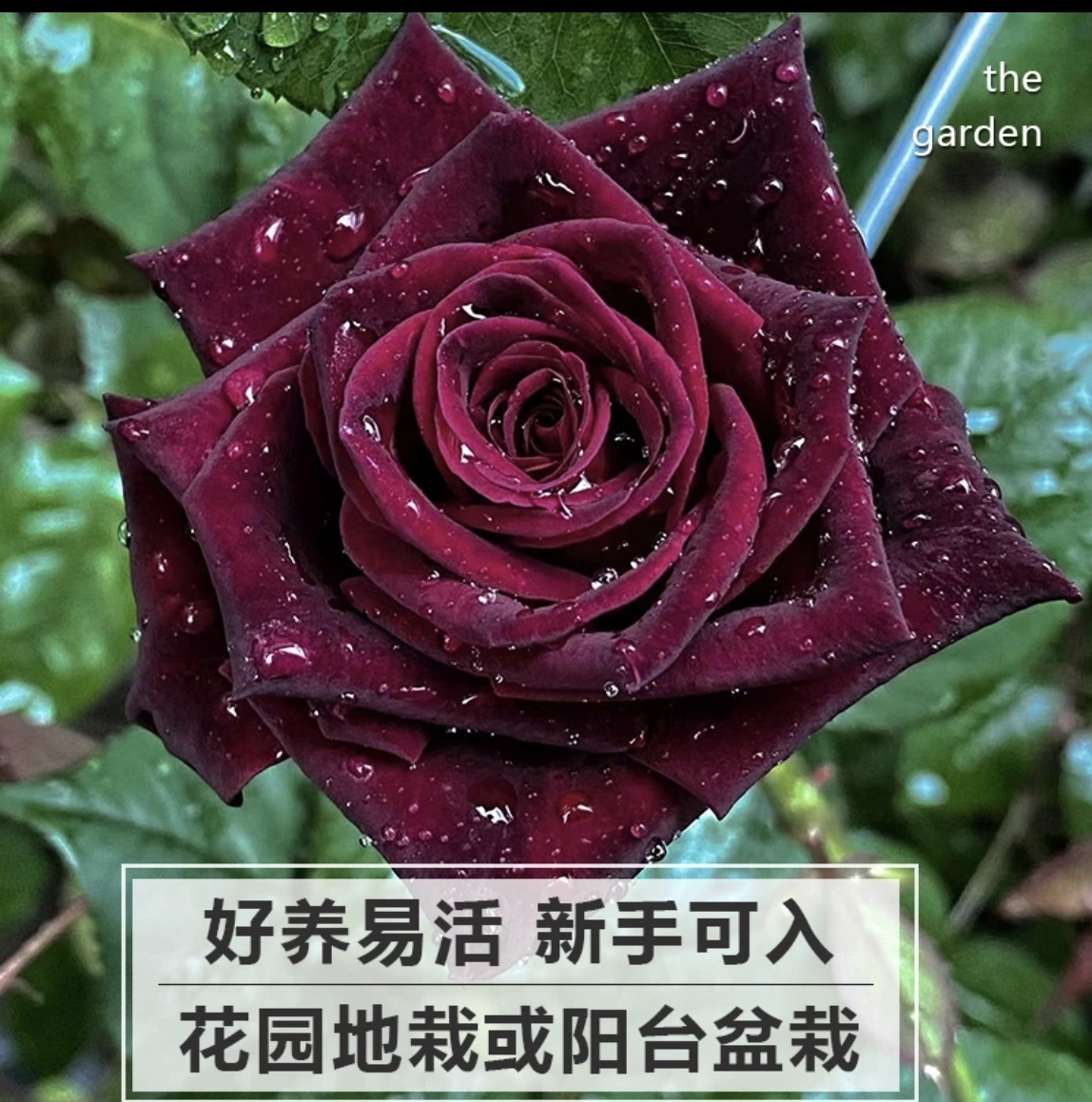 （原盆原土玫瑰花）玫瑰盆栽地栽鲜花玫瑰花浓香月季花树苗
