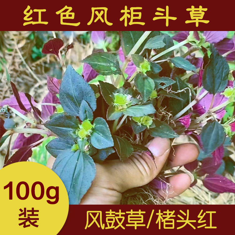 福建闽清 雨晴农产品全红斗草 褚头红  风谷草 风柜斗草晒干紫米