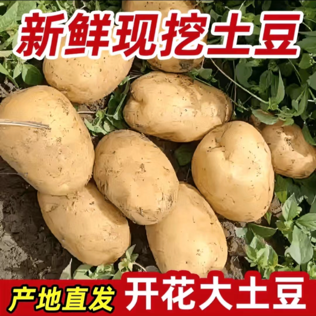 【2024现挖现发》土豆黄心黄皮农家自种土豆带箱10斤售完即止
