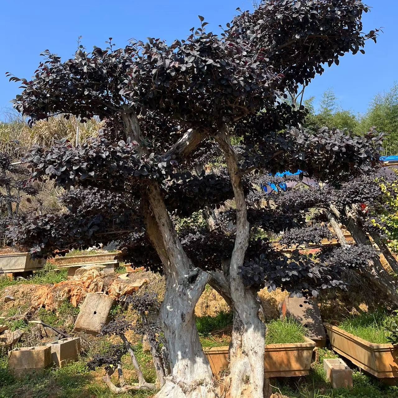 红花继木别墅大型盆景树地栽盆栽紫红色四季长虹