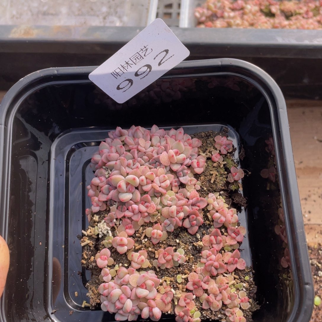 多肉植物多肉植物992