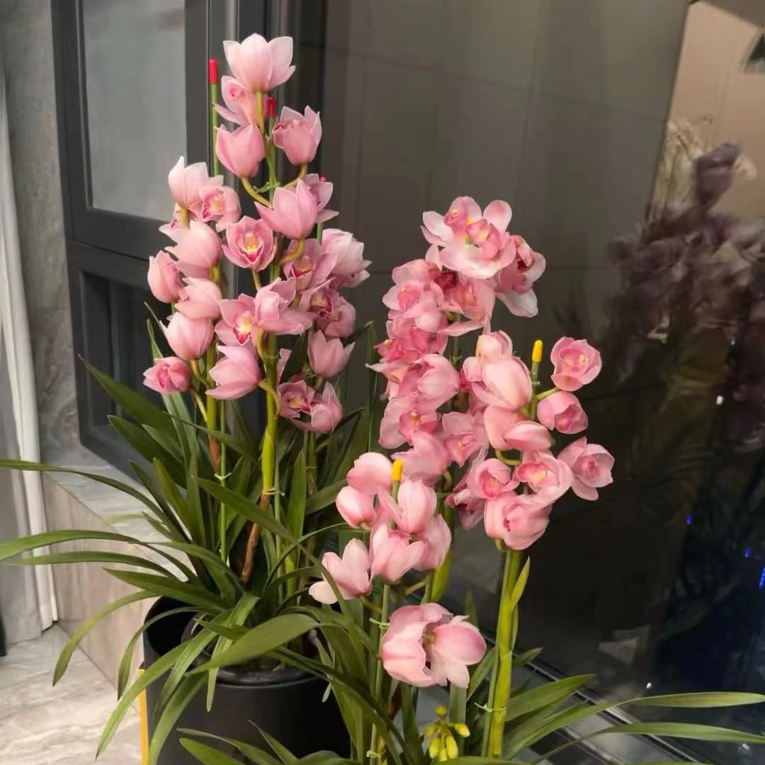【六朝金粉】大花惠兰室内养殖年宵花阳台种植进化空气
