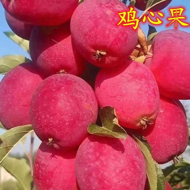 鸡心果树苗 南北方适种 盆栽地栽