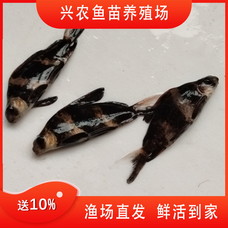 贵州优质美人鱼一帆风顺鱼不吃鱼虾可套养包邮渔场直发