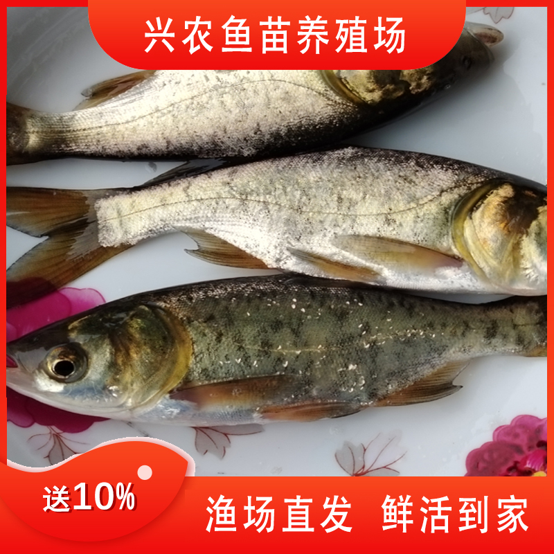 贵州优质大规格花鲢鱼胖头鱼大头鱼 包邮  渔场直发
