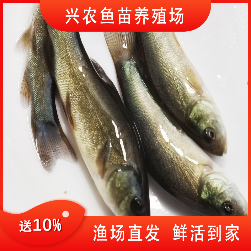 贵州优质丁桂鱼丁岁鱼童子鱼医生鱼包邮 渔场直发