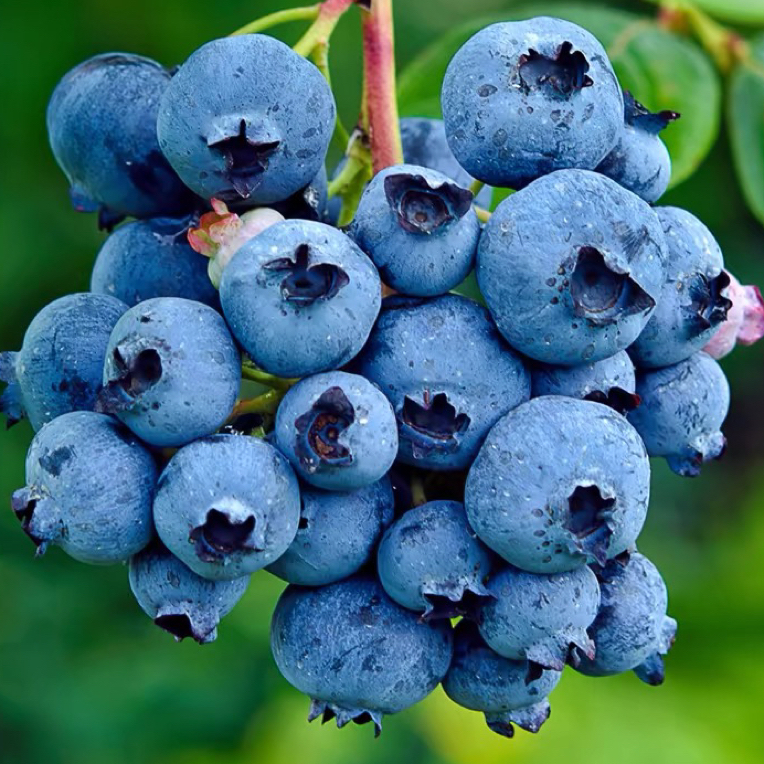 F6蓝莓树盆栽 原盆原土 云南基地发货 阳台小院均可种植