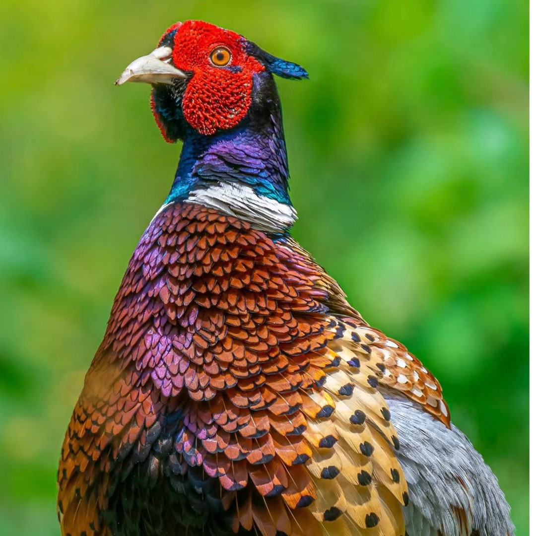 【一只公鸡】生态散养成年七彩山鸡 山鸡2.5斤包邮包售后