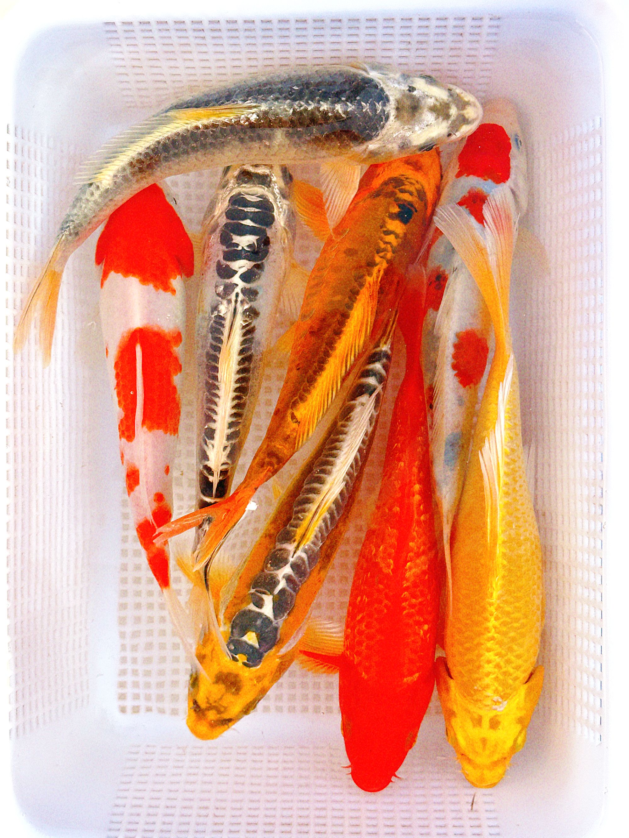 【2】 锦鲤鱼冷水鱼