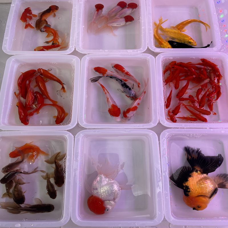 金鱼观赏鱼锦鲤蓝寿泰狮红狮包邮包损小鱼缸养鱼饲养发货