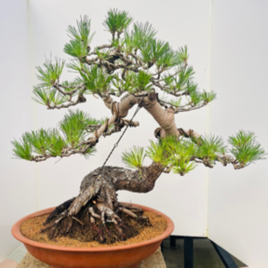 精品老桩山采黑松扭弯过度自然一物一拍