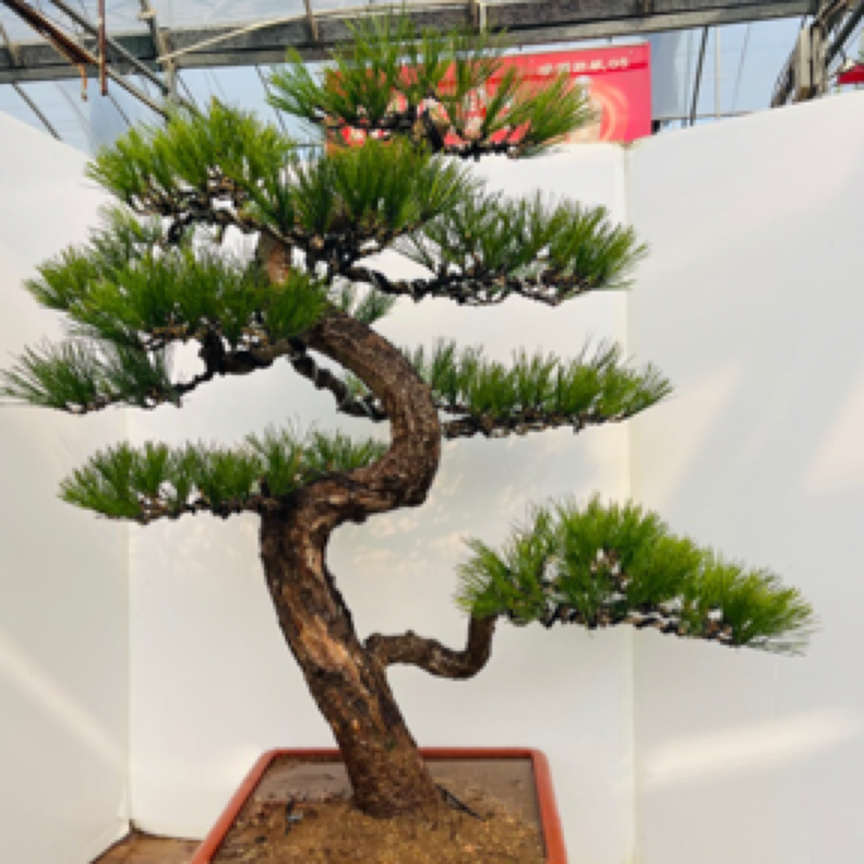 精品老桩黑松盆景四季常青不落叶