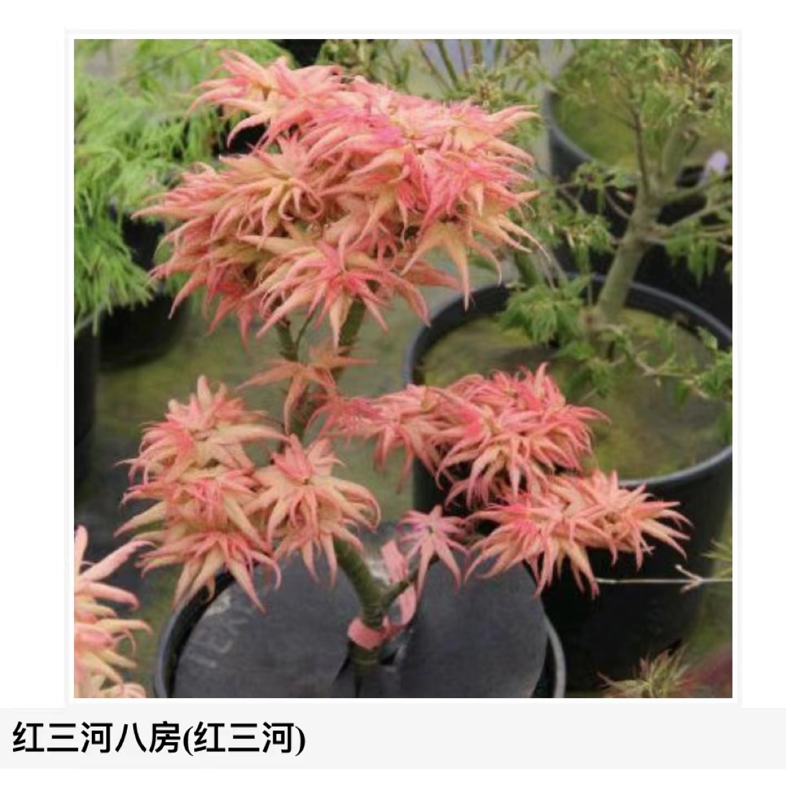 彩色枫树红三河黄三河三河八房花三河橙三河盆景盆栽