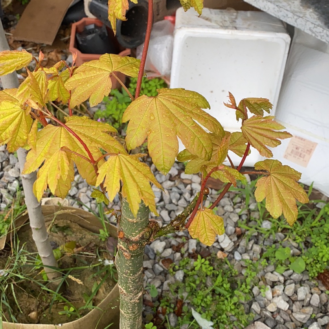 进口 藤戚晚霞阳光姐妹颜色漂亮 好养