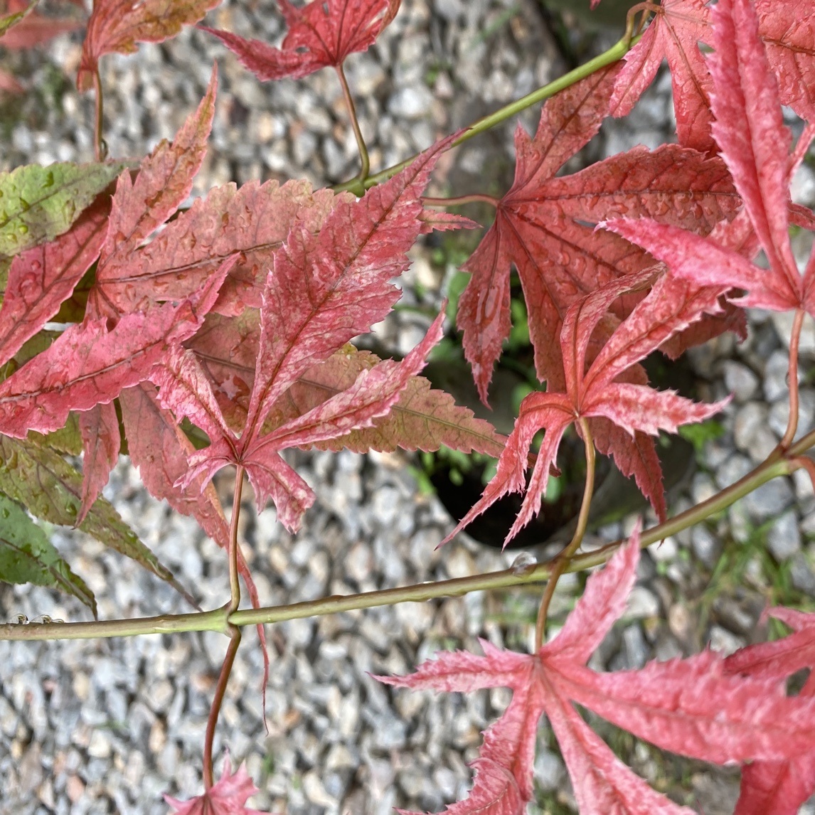 世界名枫大明锦大红锦枫树景观盆景盆栽