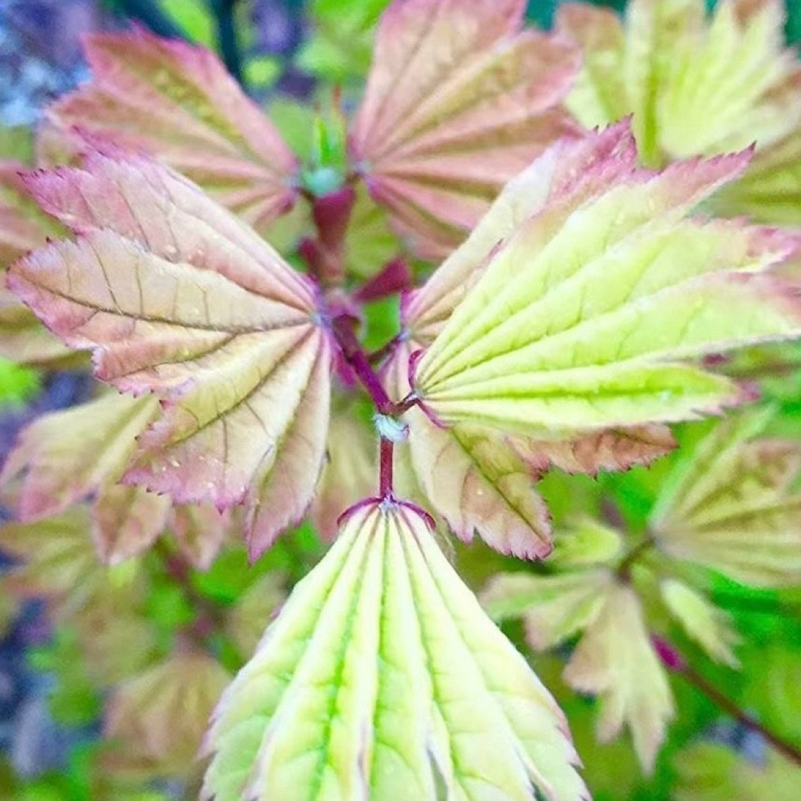 各种枫树品种直播