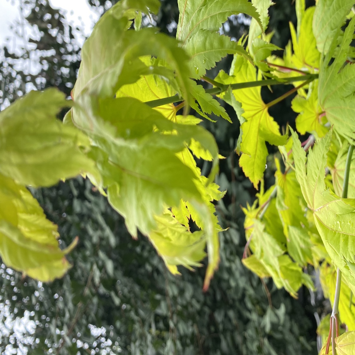 各种大小规格金色满月金隐日本进口彩色景观盆景