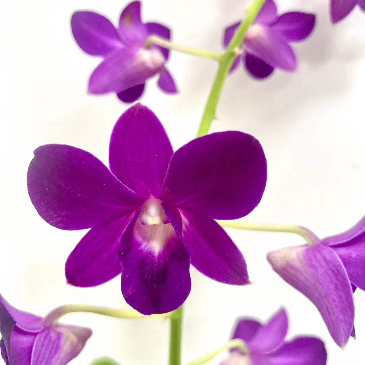 【红珍珠】秋石斛盆栽四季开花石斛兰（开花机器）