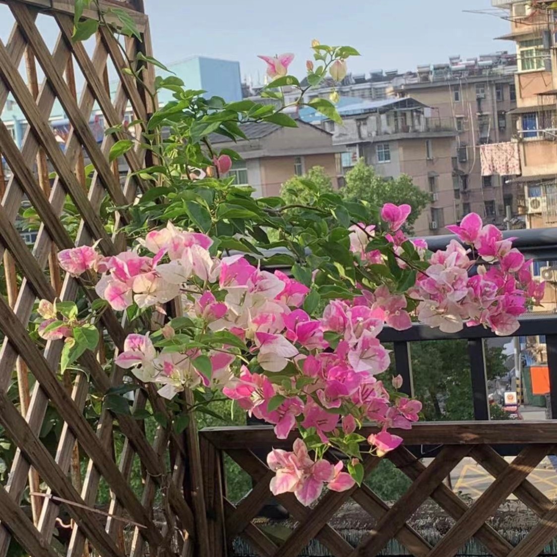 三角梅老桩品种随机发货
