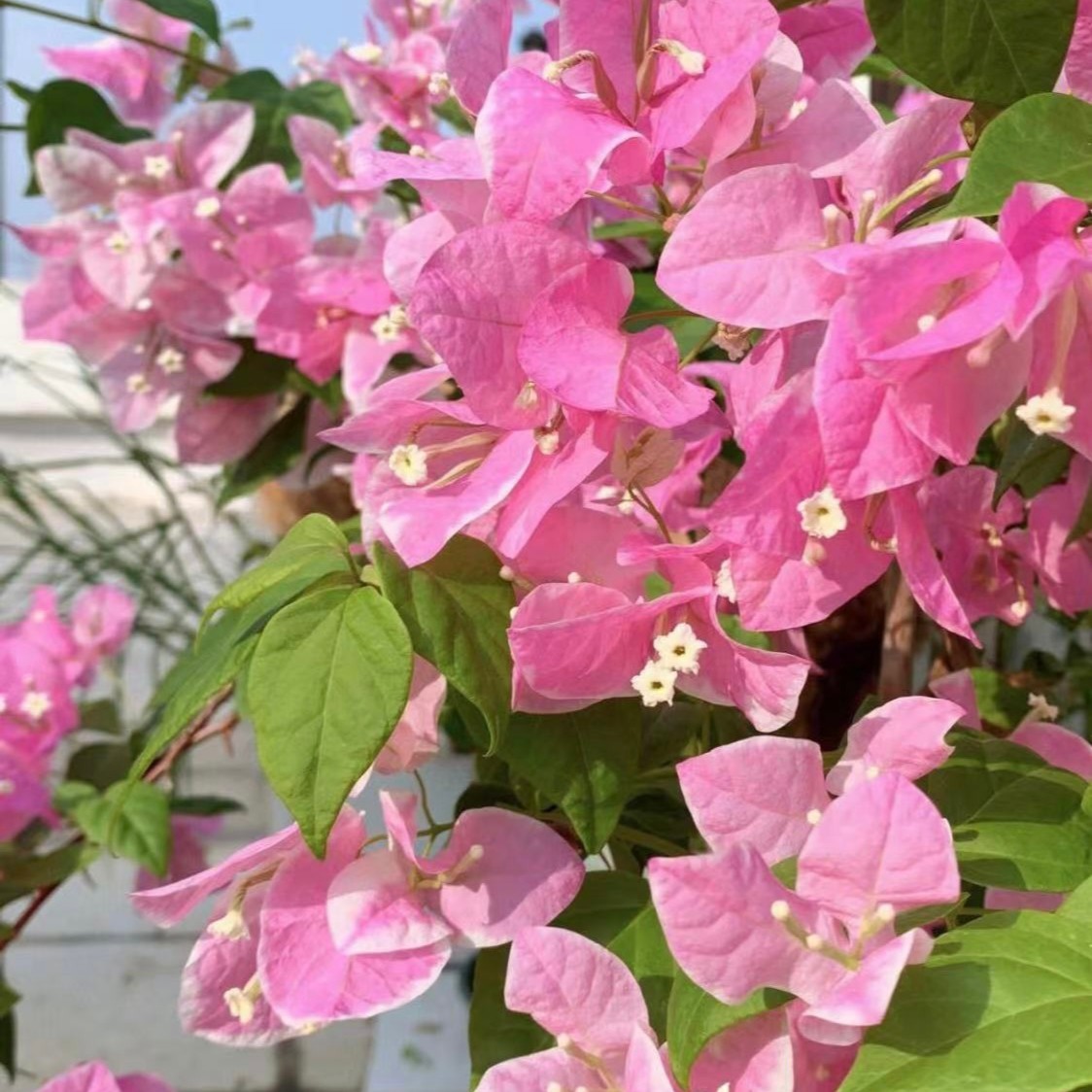 三角梅老桩品改价链接