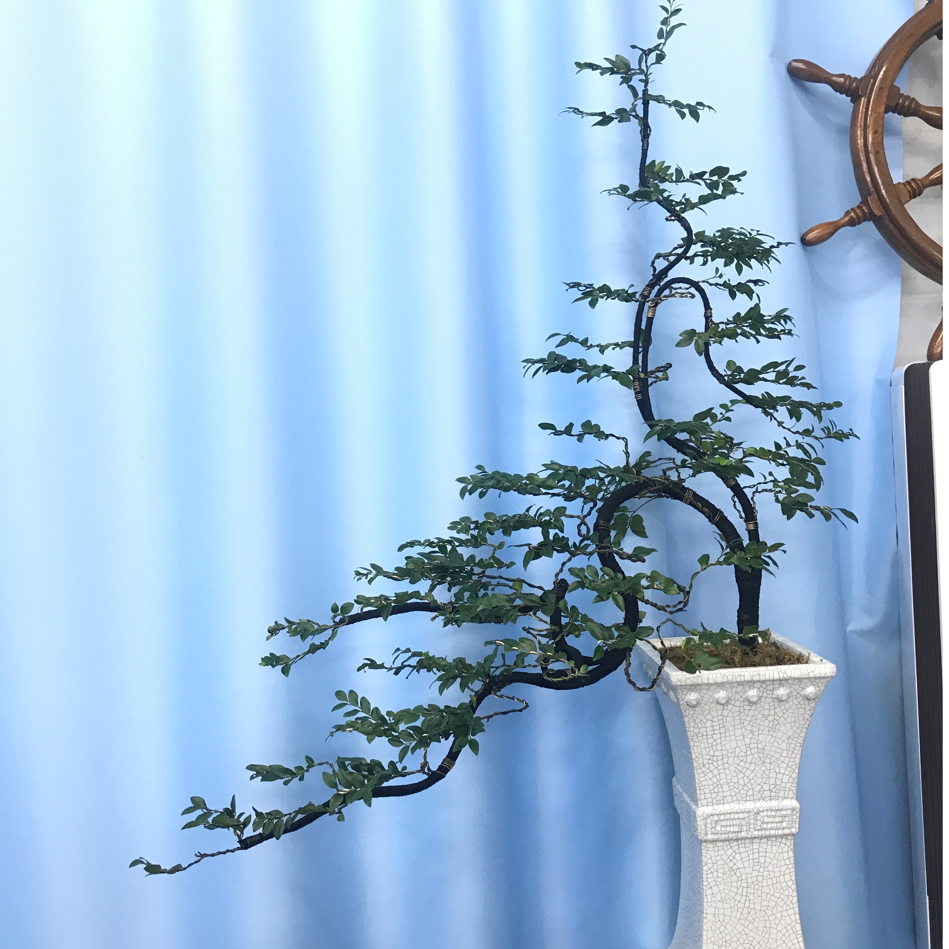 绿植黑骨茶造型盆景，室内室外都可以养，以直播间一物一拍为准！