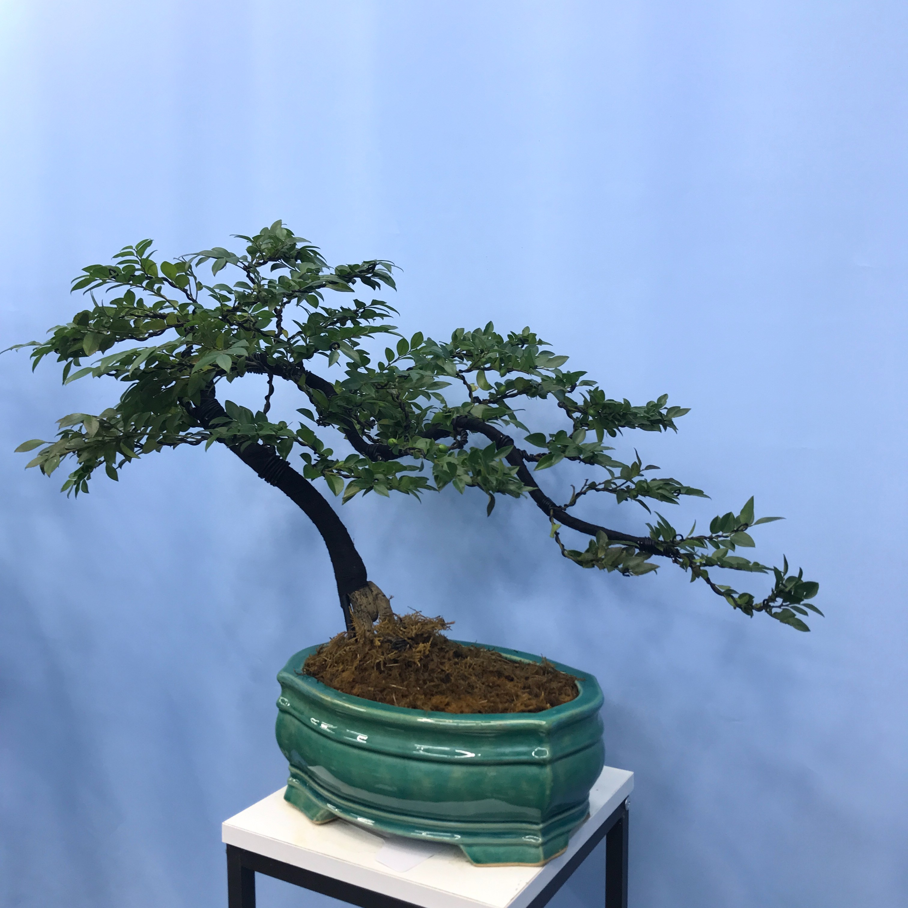 绿植黑骨茶造型盆景室内室外都可以养，以直播间为准，一物一拍！