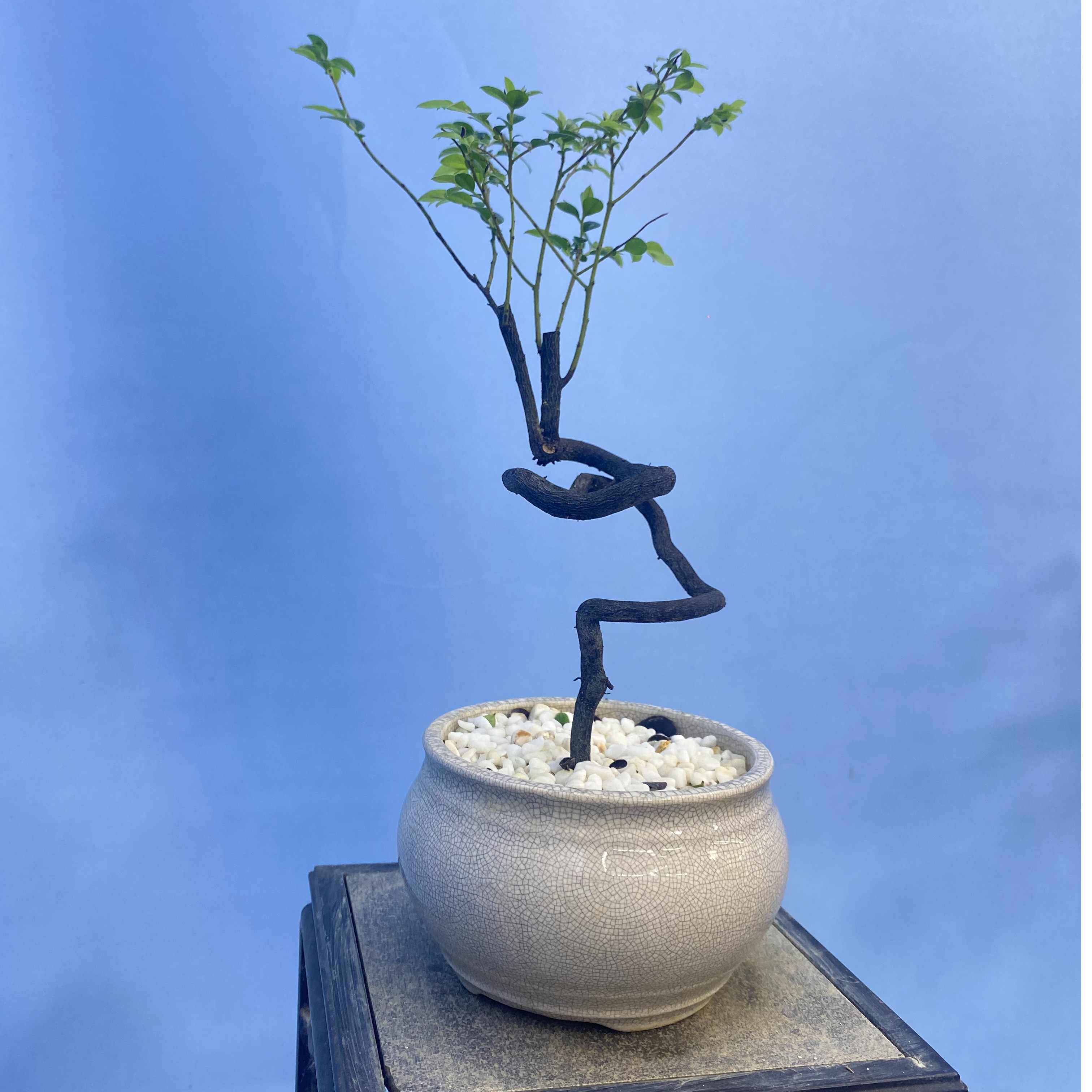 黑骨茶桌面根艺小品，室内室外都可以养的绿植盆景，也有造型小品