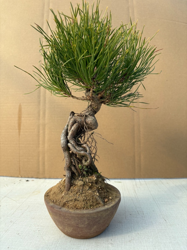 黑松 一物一拍 素材提根矮霸老盆口